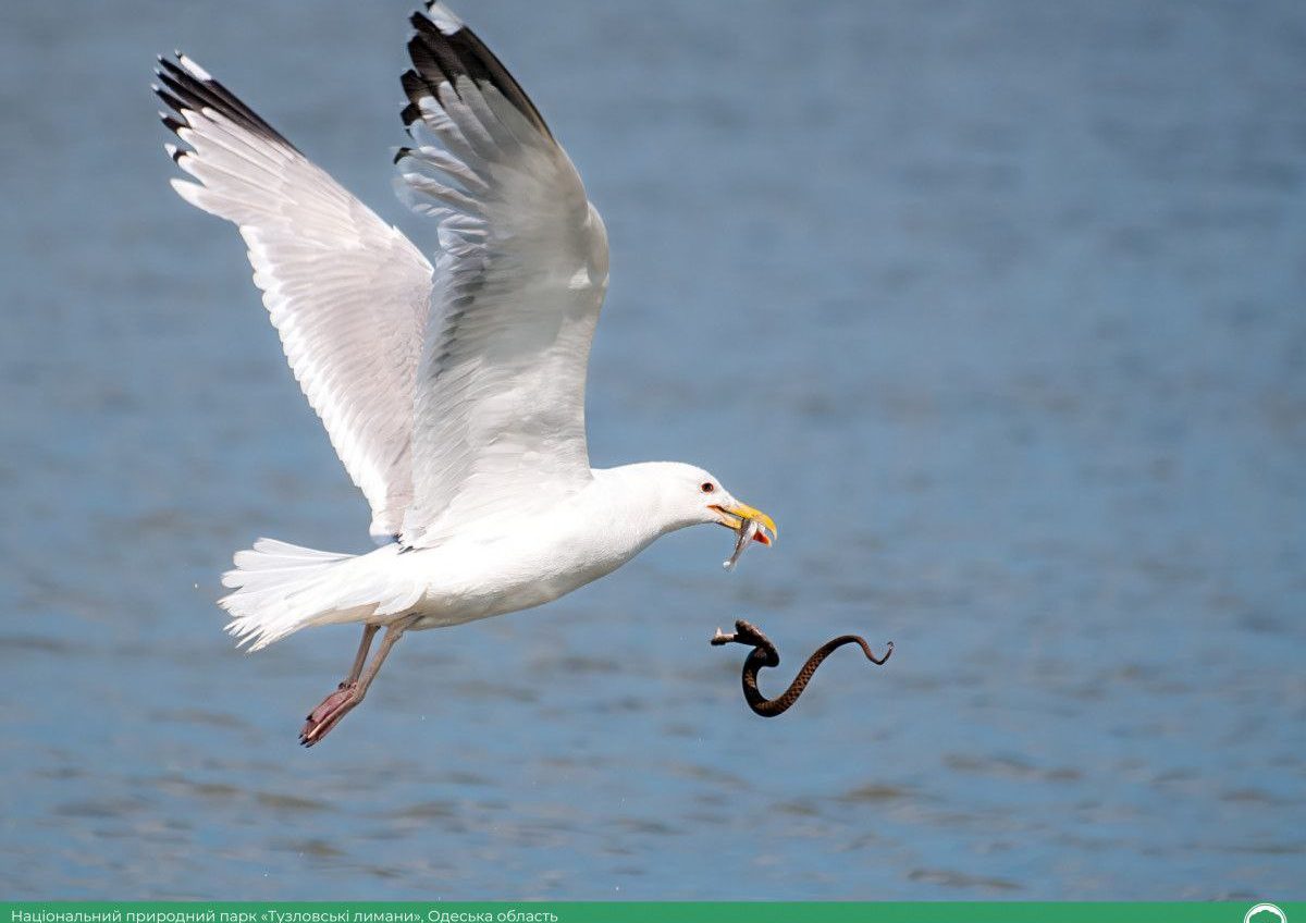«Вікі любить Землю»: до нової добірки увійшли світлини природи Одещини (фото) «фото»
