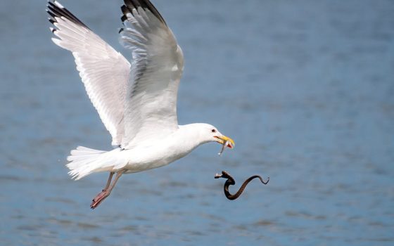«Вікі любить Землю»: до нової добірки увійшли світлини природи Одещини (фото) «фото»