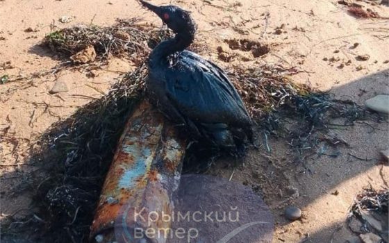 У Керченський протоці після шторму знову виявили великі мазутні плями – чи є загроза Одеській затоці (фото) «фото»