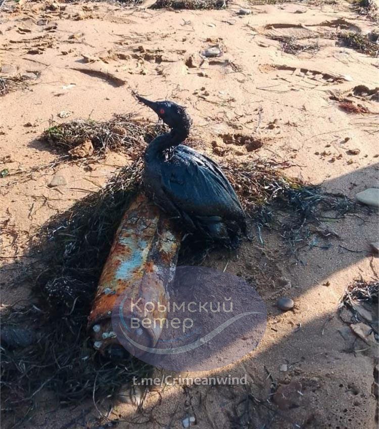 У Керченський протоці після шторму знову виявили великі мазутні плями – чи є загроза Одеській затоці (фото) «фото»