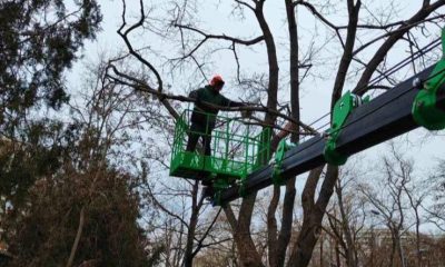 В Одесі будуть підрізати дерева та тимчасово перекриють вулицю Новосельського «фото»