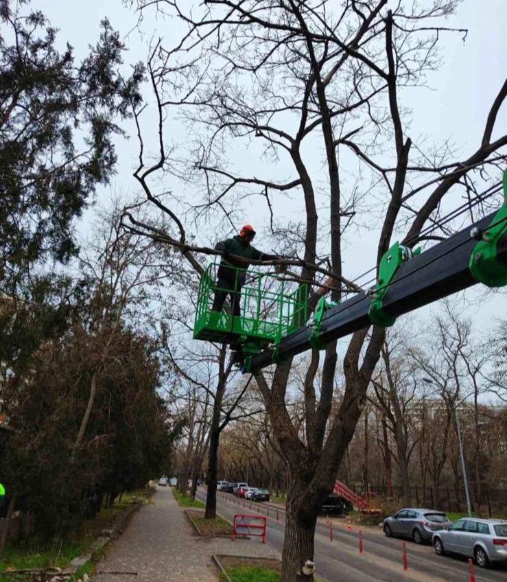 В Одесі будуть підрізати дерева та тимчасово перекриють вулицю Новосельського «фото»