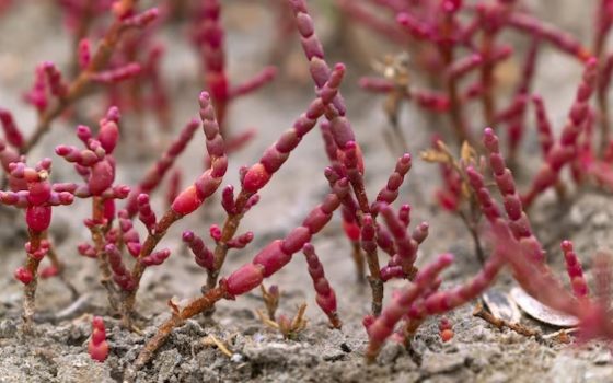 На узбережжі лиманів нацпарку Одещини красуються дивовижні рослини – червоні салікорнії (відео) «фото»