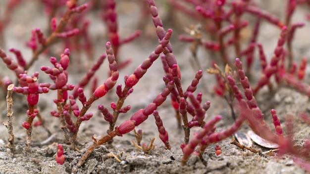 На узбережжі лиманів нацпарку Одещини красуються дивовижні рослини – червоні салікорнії (відео) «фото»