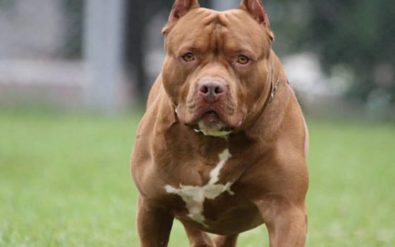 В Одесі службовий собака небезпечної породи покусав маленького хлопчика (фото) «фото»