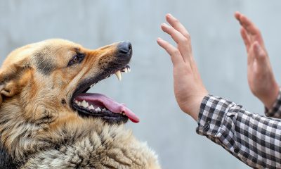 На Одещині за тиждень зафіксували три підозри на хворобу Лайма «фото»