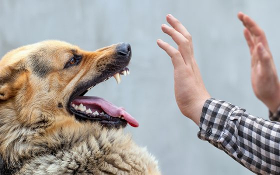 На Одещині за тиждень зафіксували три підозри на хворобу Лайма «фото»
