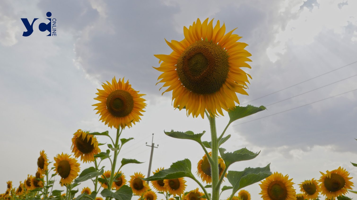 Цього року на Одещині нижча врожайність та олійність соняшнику «фото»