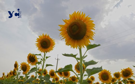 Цього року на Одещині нижча врожайність та олійність соняшнику «фото»