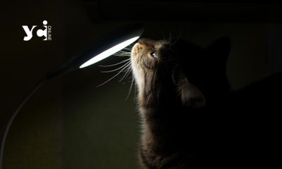 Понад 280 тисяч родин отримали компенсацію за світло: як отримати виплату «фото»