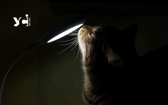 Понад 280 тисяч родин отримали компенсацію за світло: як отримати виплату «фото»