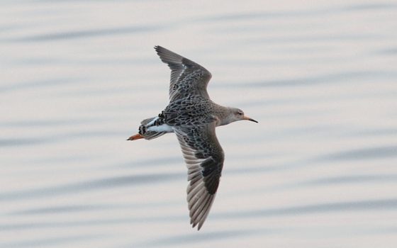 Через Одещину до Африки: пернатих, які зупинилися у Тузлах  на відпочинок закільцьовують (відео) «фото»