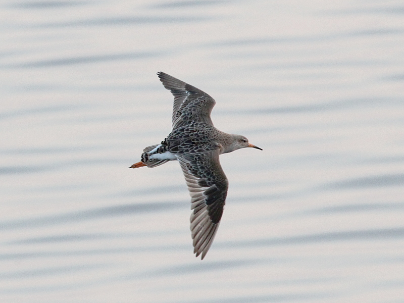 Через Одещину до Африки: пернатих, які зупинилися у Тузлах  на відпочинок закільцьовують (відео) «фото»