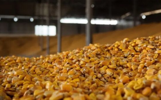 Україна збільшила експорт аграрної продукції: що відомо «фото»