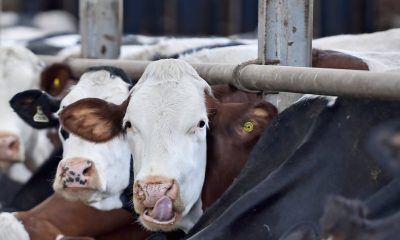 В Україні понад 60% тваринницьких господарств використовують антибіотики: дослідження «фото»