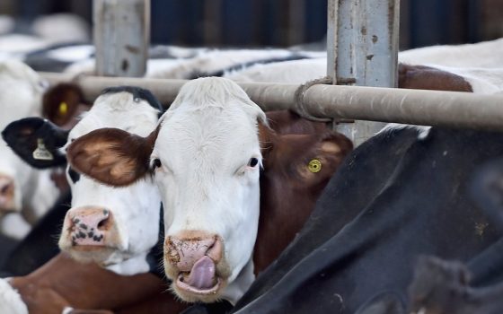 В Україні понад 60% тваринницьких господарств використовують антибіотики: дослідження «фото»