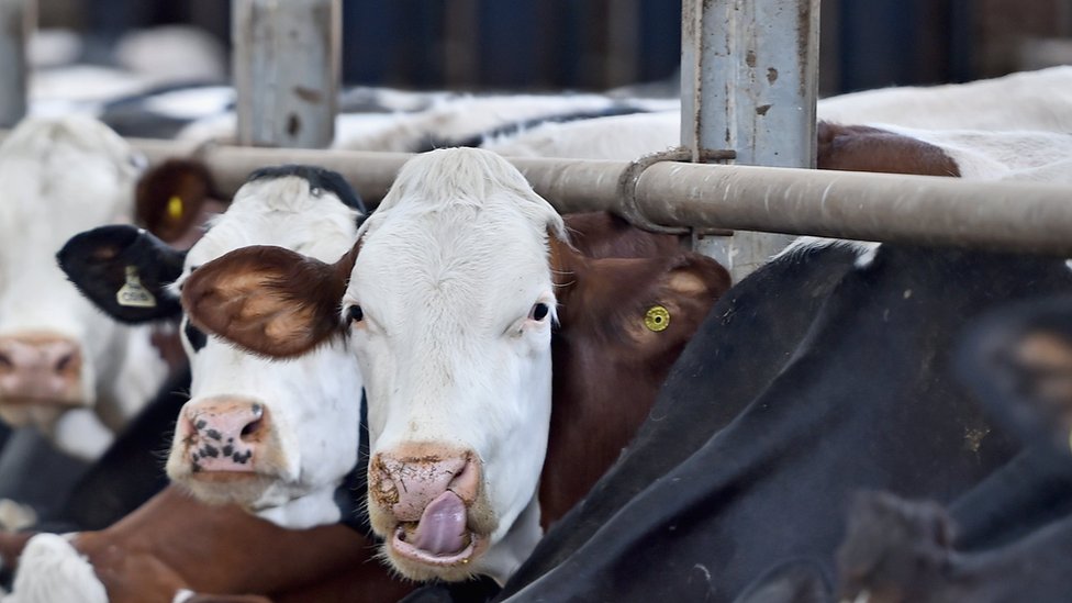 В Україні понад 60% тваринницьких господарств використовують антибіотики: дослідження «фото»