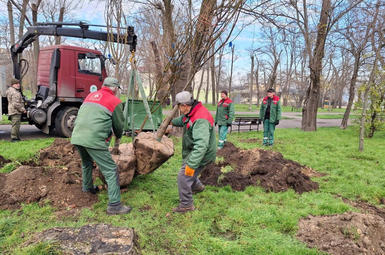 В Одесі, в парку Перемоги висадили 40 акацій (фото) «фото»