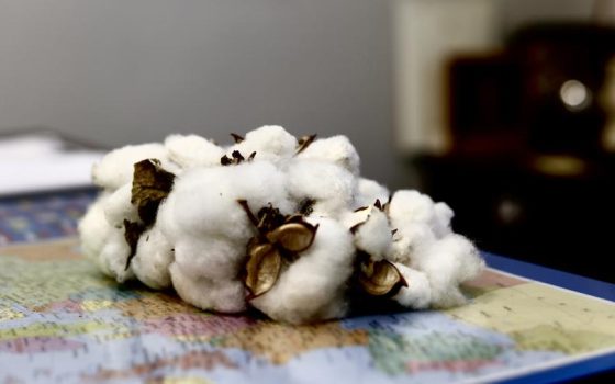 Вирощений на Одещині бавовник придатний для виробництва нітроцелюлози та підтримки військової промисловості «фото»