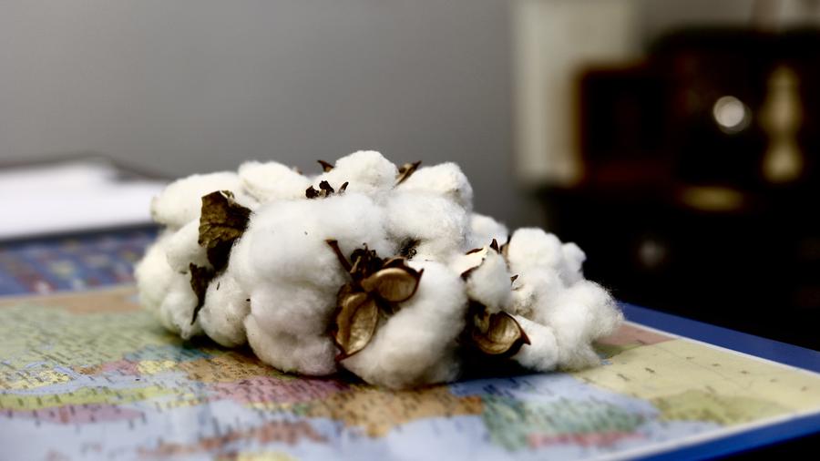 Вирощений на Одещині бавовник придатний для виробництва нітроцелюлози та підтримки військової промисловості «фото»