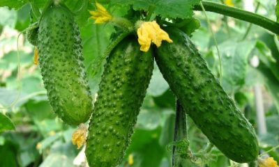 Тепличні огірки дорожчатимуть далі: на ринку дефіцит якісних поставок «фото»