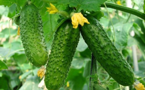 Тепличні огірки дорожчатимуть далі: на ринку дефіцит якісних поставок «фото»