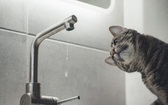 Кабмін просить регулятора відтермінувати підвищення тарифів на воду «фото»