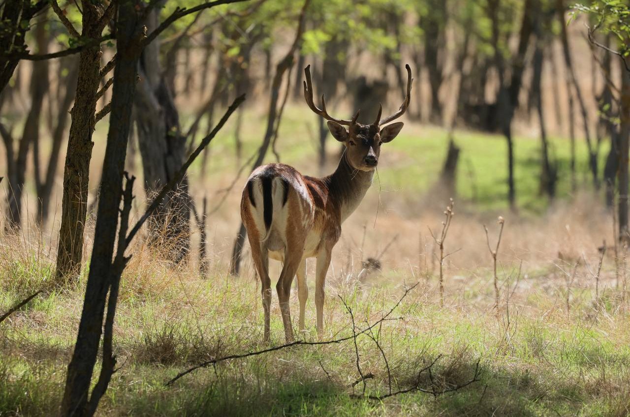 Мешканці Одещини захищають свої сади від диких оленів і ланей (фото) «фото»