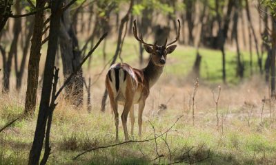 Мешканці Одещини захищають свої сади від диких оленів і ланей (фото) «фото»