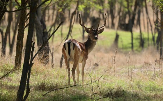 Мешканці Одещини захищають свої сади від диких оленів і ланей (фото) «фото»