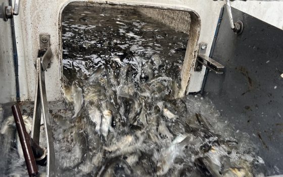 Дністровський лиман вперше зарибнили за кошти з аукціонів: у воду випустили майже 29 тонн риби (фото, відео) «фото»