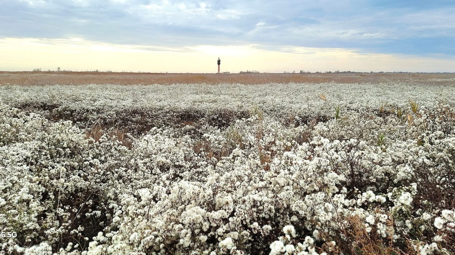 Зима у «Тузлівських лиманах»: у грудні зацвіла вкрай важлива рослина – солончакова айстра (фото, відео) «фото»