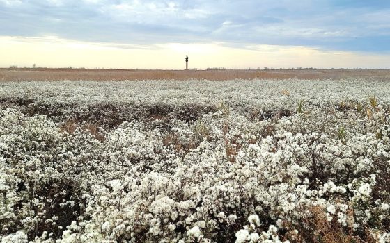 Зима у «Тузлівських лиманах»: у грудні зацвіла вкрай важлива рослина – солончакова айстра (фото, відео) «фото»