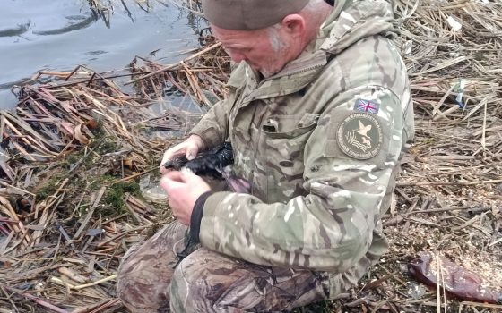 На Дністрі врятували рідкісного птаха, який заплутався в рибальському шнурі (фото, відео) «фото»