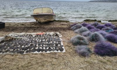 Браконьєри поставили 64 сітки на Тилігульському лимані та наловили риби на мільйони (фото) «фото»