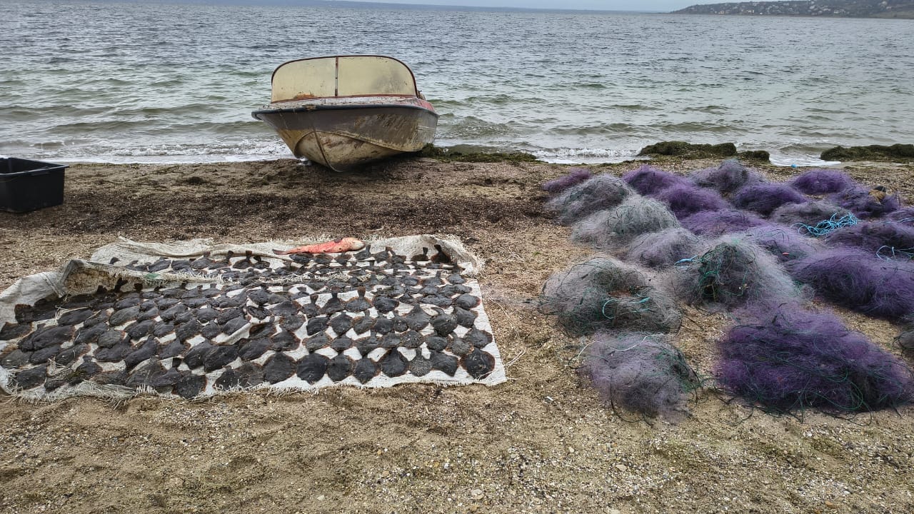 Браконьєри поставили 64 сітки на Тилігульському лимані та наловили риби на мільйони (фото) «фото»