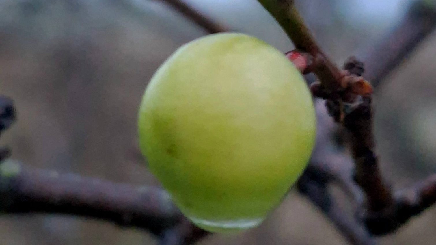 На Одещині алича дала перші плоди «фото»