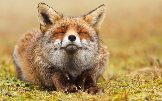 Зоозахисники України просять зупинити відстріл тварин під виглядом боротьби зі сказом (фото) «фото»