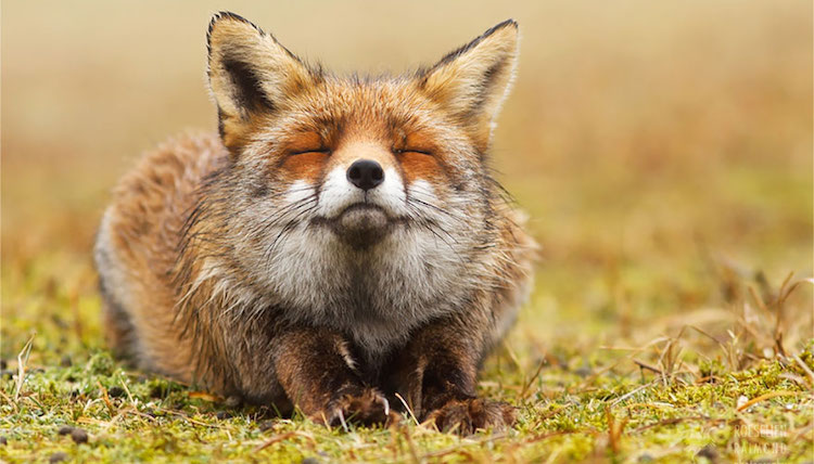 Зоозахисники України просять зупинити відстріл тварин під виглядом боротьби зі сказом (фото) «фото»