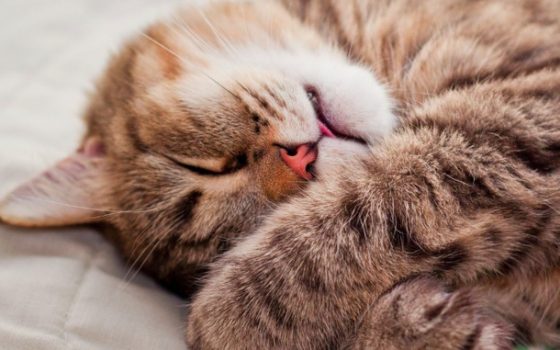 «Оренда кошенят»: в Одесі відкрили кримінальне провадження через загибель тварин у кафе (відео) «фото»