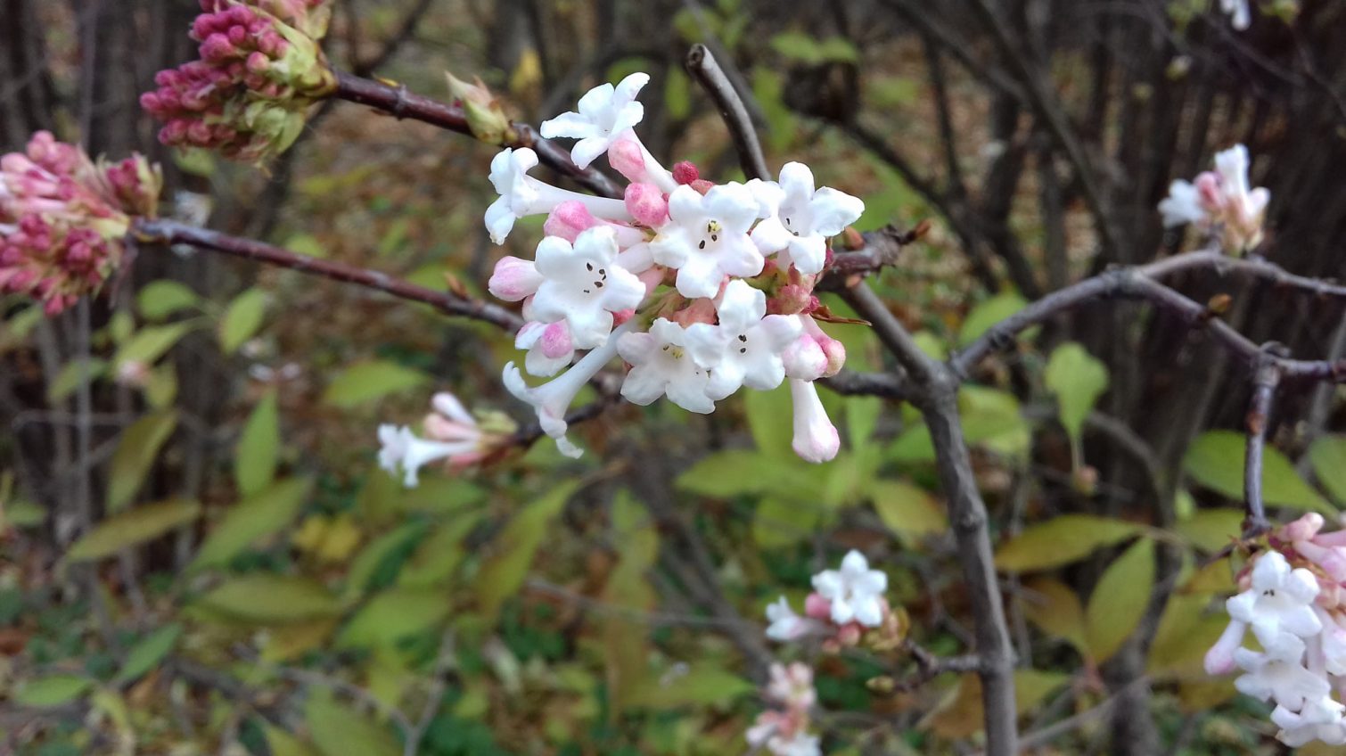 В Одеському ботанічному саду посеред зими квітне калина (відео) «фото»