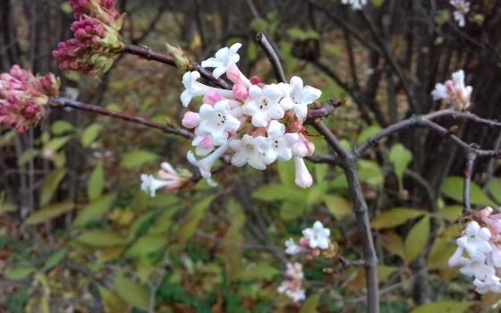 В Одеському ботанічному саду посеред зими квітне калина (відео) «фото»