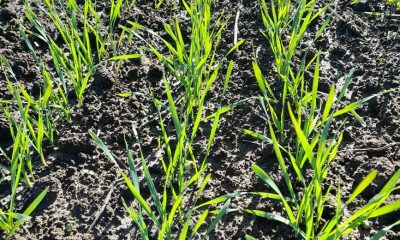 Сівба озимих на Одещині добігає кінця: більшу частину пшениці посіяли із запізненням «фото»