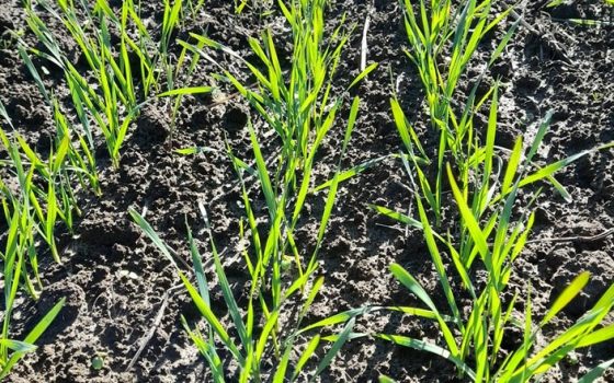 Сівба озимих на Одещині добігає кінця: більшу частину пшениці посіяли із запізненням «фото»