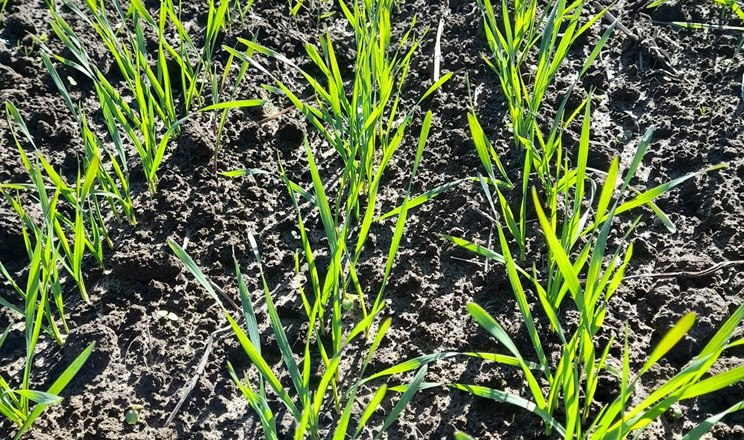 Сівба озимих на Одещині добігає кінця: більшу частину пшениці посіяли із запізненням «фото»