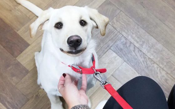 Рекомендації ветеринарів: що варто знати перед тим, як заводити цуценя «фото»