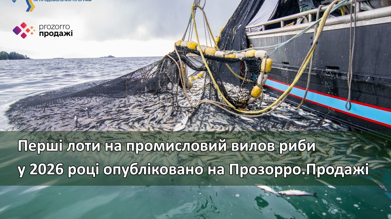 В Україні стартують аукціони на промисловий вилов риби у 2026 році «фото»