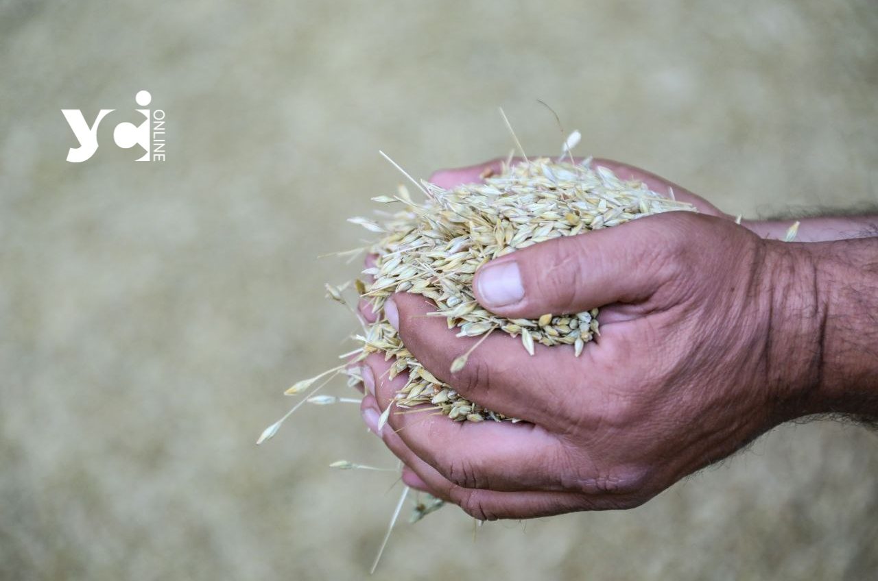 Україна нарощує експорт пшениці, але ціни просідають: огляд експорту «фото»