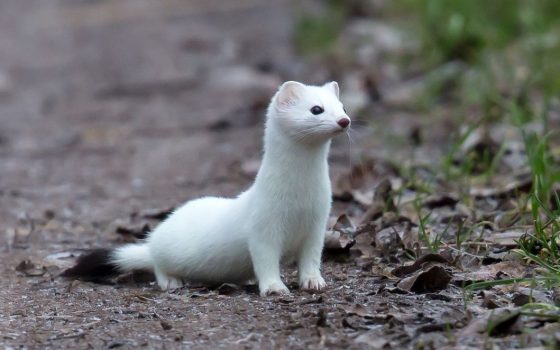 Теплі зими ставлять під загрозу виживання горностаїв на Півдні України «фото»