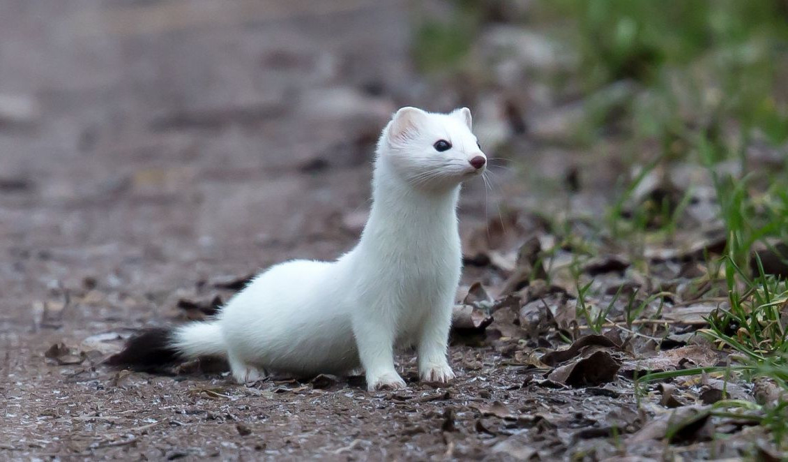Теплі зими ставлять під загрозу виживання горностаїв на Півдні України «фото»
